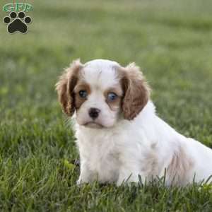 Clark, Cavalier King Charles Spaniel Puppy
